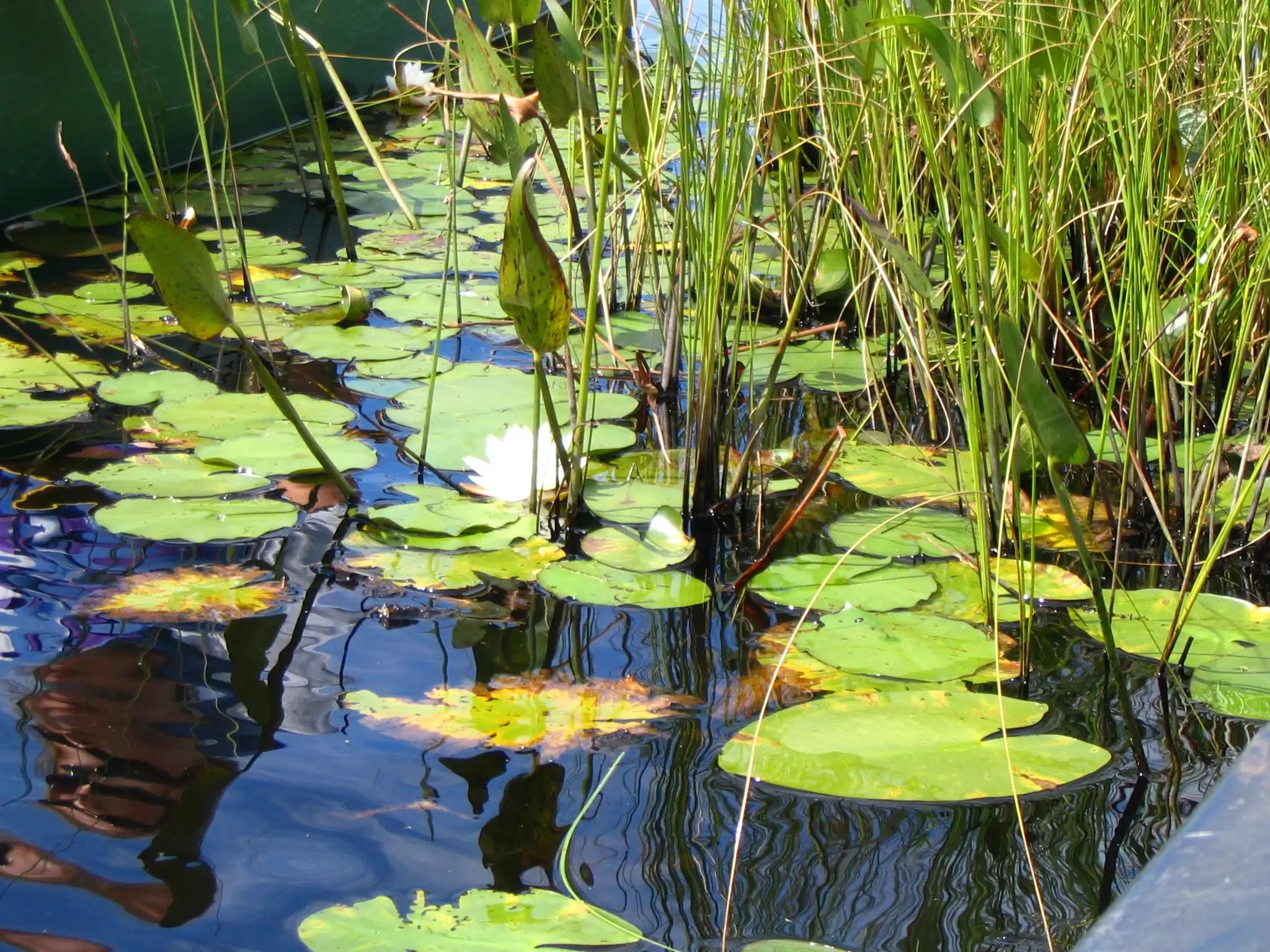 Lilypads in the Adirondacks